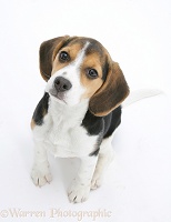 Beagle pup looking up
