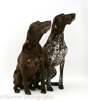 Two German Pointers