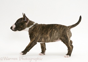 English Bull Terrier pup