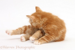 Ginger kitten, 7 weeks old, washing his leg