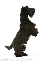 Black Scottie dog