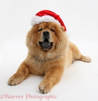 Chow Chow dog wearing a Santa hat