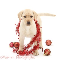 Yellow Labrador Retriever pup with decorations