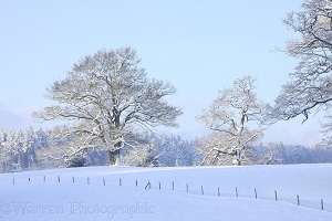 Oak trees with snow in Albury Park