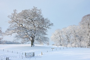 Oak trees with snow in Albury Park
