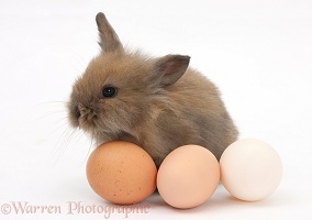 Baby Lionhead-cross rabbit with hen's eggs