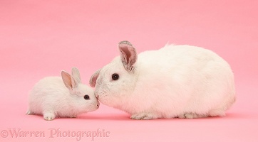 White Lop rabbits on pink background