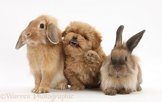 Peekapoo pup and Lionhead-cross rabbits