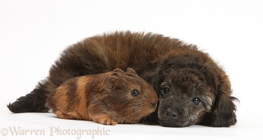 Red merle Toy Poodle pup, and baby Guinea pig