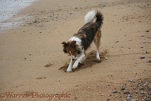 Sable Border Collie digging in sand
