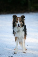 Sable Border Collie in snow