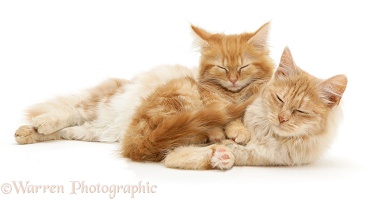 Sleepy ginger Maine Coon kitten and Angora cat