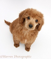 Apricot miniature Poodle pup, looking up