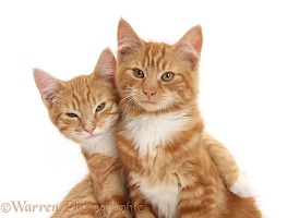 Two ginger kittens, lounging together