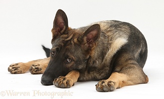 Alsatian lying with his chin on the floor
