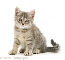 Grey tabby kitten sitting