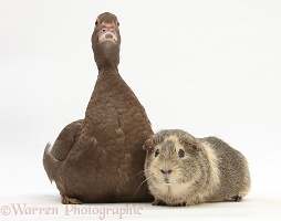 Chocolate Muscovy Duck and Guinea pig