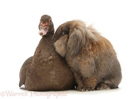 Chocolate Muscovy Duck and Lionhead-cross rabbit