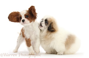 King Charles pup playing with Pekingese pup