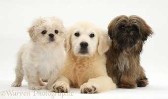 Golden Retriever pup with two Shih-tzus