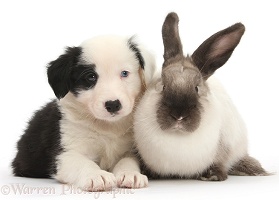Black-and-white Border Collie pup with colourpoint rabbit