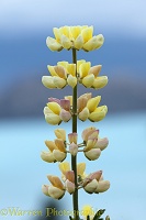 Yellow lupine flower