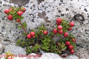 Prickly Heath berries