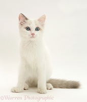 Blue-eyed Ragdoll cat