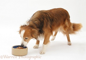 Border Collie eating wet food