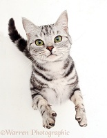 Silver tabby cat reaching up