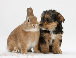 Yorkie-cross pup and rabbit