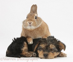 Sleepy Yorkie-cross pup and rabbit