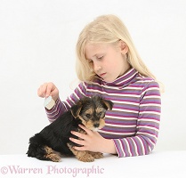 Girl brushing a Yorkie-cross pup