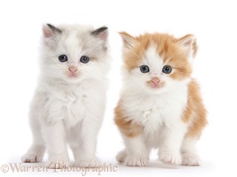 Colourpoint and ginger-and-white kittens