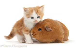 Ginger-and-white kitten with red Guinea pig
