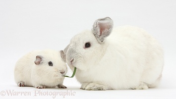 White Guinea pig and white rabbit sharing a blade of grass
