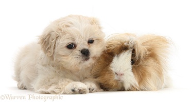 Shih-tzu pup and Guinea pig