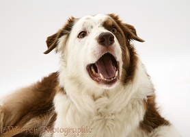 Brown-and-white Border Collie barking