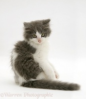 Grey-and-white kitten turning to look over its shoulder