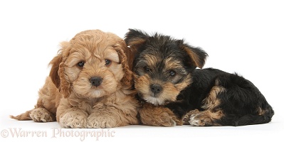 Cavapoo pup and Yorkie pup