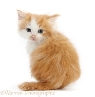 Ginger-and-white kitten looking over its shoulder