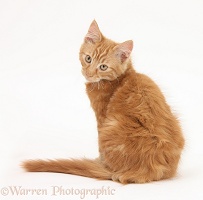 Ginger kitten, looking over his shoulder