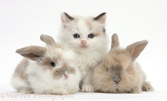 Colourpoint kitten with baby rabbits