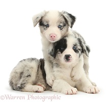 Two cute merle Border Collie pups