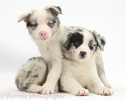Cute merle Border Collie pups