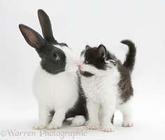 Kitten and rabbit kissing