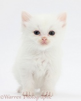 Poor little white kitten with weepy eyes