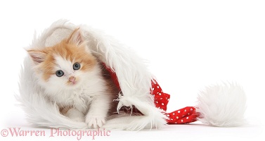 Ginger-and-white kitten in a Santa hat