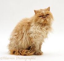 Dishevalled Cream Persian male cat