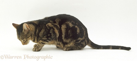 Cat with kidney failure